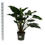 Philodendron Filodendron green beauty 30cm