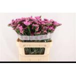 Limonium Parkjuur Carmen Pink 80cm