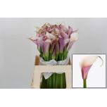 Zantedeschia Kalla ae Eydolls Purple White 60cm