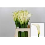 Zantedeschia Kalla ae Eydolls White 60cm