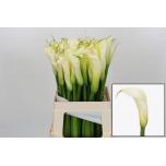 Zantedeschia Kalla ae Eydolls White 60cm