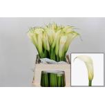 Zantedeschia Kalla ae Eydolls White 60cm