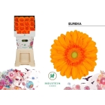 Gerbera GR Eureka*15