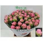 Tulp do Strawberry Cream