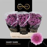 Chrysanthemum Krüsanteem SANTINI Jamey Dark*25