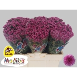 Chrysanthemum Krüsanteem SANTINI Madiba Pink Tyolo*25