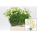 Ranunculus Tulikas Butterfly Graces 45cm