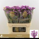 Limonium Parkjuur Heart Wings 80cm