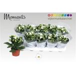 Kalanchoe blos Kalanhoe double stellar 10,5cm