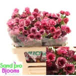 Ranunculus Tulikas Raspberry 55cm