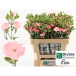 Dianthus Nelk SP Solomio Rose*10