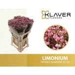 Limonium Parkjuur Tiffany Diam 60cm