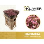 Limonium Parkjuur Tiffany Diamond 70cm	