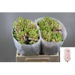 Hyacinthus Hüatsint China Pink 25gr