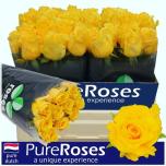 Roos 55cm Palmers