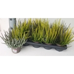 Calluna vulgaris girls sunset fire trio 12cm (8tk alusel)