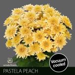 Chrysanthemum Krüsanteem SP Pastela Peach*5