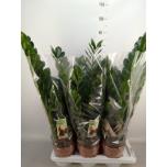 Zamioculcas Sulgvõhk 17cm