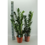 Zamioculcas Sulgvõhk 21cm