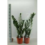 Zamioculcas Sulgvõhk 21cm