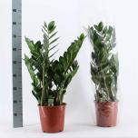 Zamioculcas Sulgvõhk 27cm