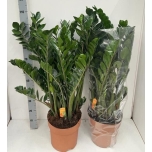 Zamioculcas Sulgvõhk 30cm