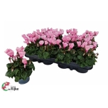 Cyclamen small flower verano victoria 7cm