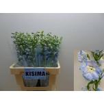 Delphinium Kukekannus magic fountains skyblue whitebee 60cm