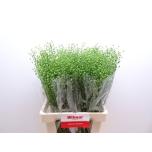 Lepidium Litterhein Atraxxa 70cm