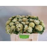 Brassica Kapsas Crane Ruffle White 50cm