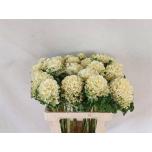 Brassica Kapsas Crane Ruffle White 60cm