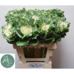 Brassica Kapsas Crane Ruffle White 60cm