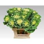 Brassica Kapsas Crane Ruffle White 60cm