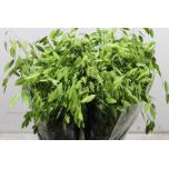 Chasmanthium Mantis 80cm (tk)