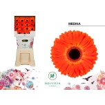 Gerbera GR Medina*15