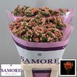 Limonium Parkjuur Royal Orange 70cm