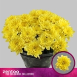 Chrysanthemum Krüsanteem SP Altaj Yellow*5