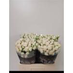 Kobarroos 60cm Snowy Blossoms