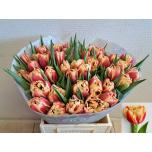 Tulp do Marax Pride