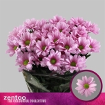 Chrysanthemum Krüsanteem SP Ballerina Pink*5