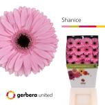 Gerbera GR Shanice*15