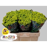 Chrysanthemum Krüsanteem SANTINI Madiba Minty Boane*25