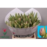 Tulp si Summer Breeze