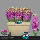 Matthiola Levkoi Stox Deep Rose