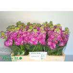 Matthiola Levkoi Stox Deep Rose