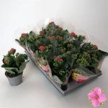 Kalanchoe single victoriaq2 10,5cm