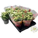 Kalanchoe Kalanhoe double rose flowers greta 10,5cm