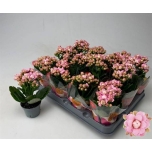 Kalanchoe gevuld more flowers lillian 6cm