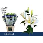 Lilium Liilia OR DU Blizzard 90cm