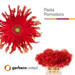 Gerbera KV Pomodoro*10